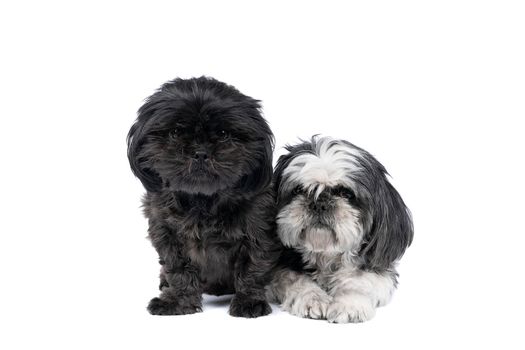 Two Shih-Tzu ( Shih Tzu ) puppy and mother black and white and grey, sitting and lying isolated in a white background looking at the camera, two dogs