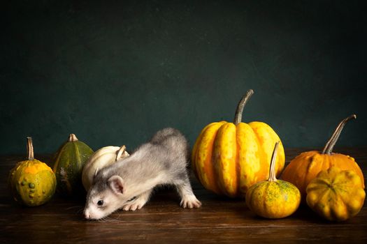 A young ferret or polecat puppy in a stillife scene with pumpkins against a green background