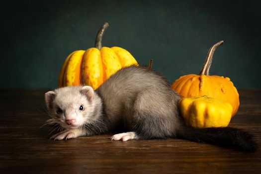 A young ferret or polecat puppy in a stillife scene with pumpkins against a green background