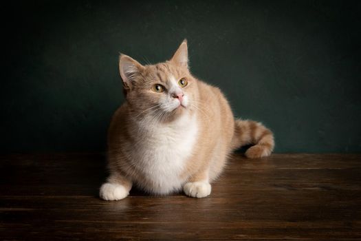 a Portrait of a red or ginger and white tabby cat sitting on a wooden table against a green background looking up with Rembrandt light setting