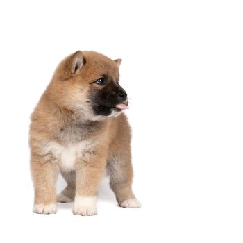 a Shiba Inu puppy standing isolated in a white background showing his tongue looking right