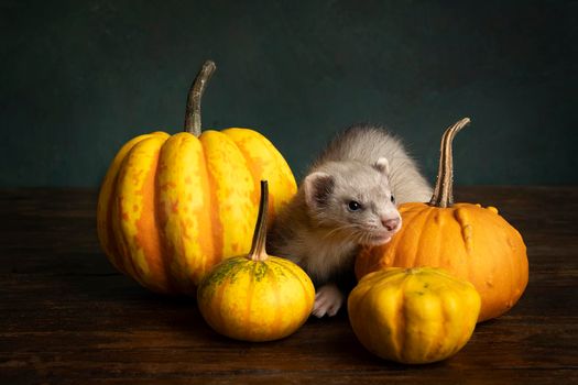 Ferret or polecat puppy in a stillife scene with pumpkins against a green background