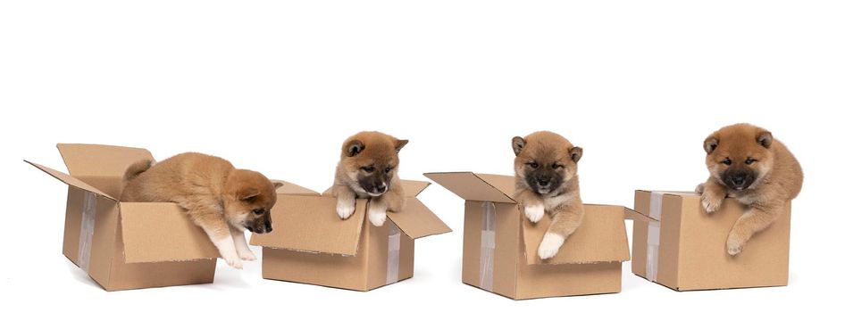 Four small Shiba Inu puppies sitting in a cardboard box isolated in a white background