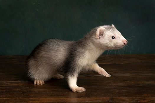 Ferret or polecat puppy walking to the right side in a Rembrandt light setting  against a green background