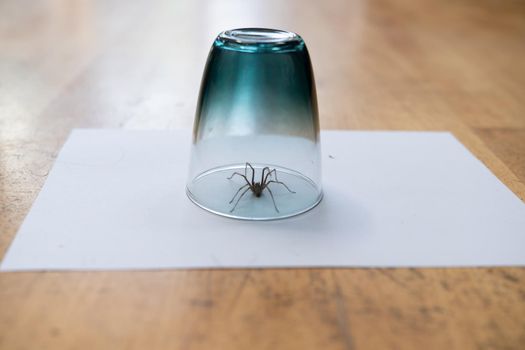 a Caught big dark common house spider under a drinking glass on a smooth wooden floor seen from ground level in a living room in a residential home