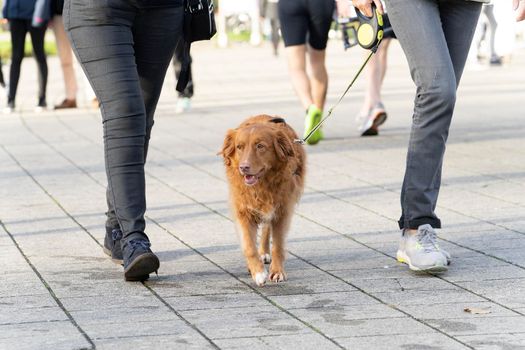 A dog, Nova Scotia Duck Toller, walking between two unrecognizable people on a leash