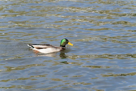 A male wild duck swimming in a pond in the sunshine showing his beautiful metallic green head