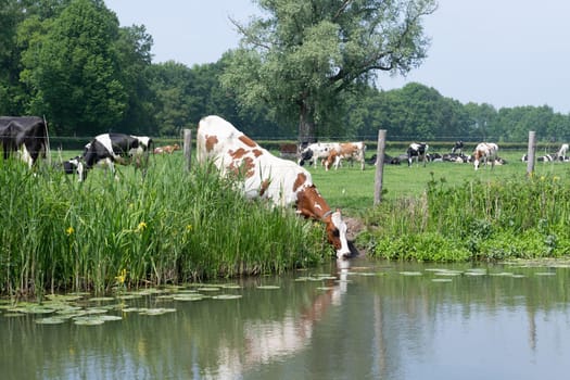 a Red white brown cow in a meadow drinking water on the bank of a river with her reflection in the water on a sunny day in summer