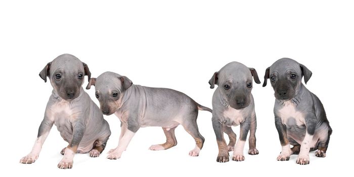 Panorama of four American Hairless Terrier puppies isolated against white background