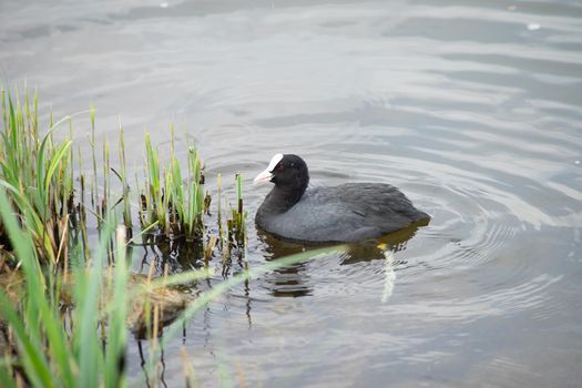 a Eurasian Coot (Fulica Atra) swimming and searching for food in a pond in The Netherlands