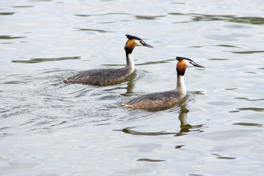 Two Great Crested Grebes, male and female, - Podiceps cristatus - doing their wedding or mating dance and showing affection in pond in The Netherlands