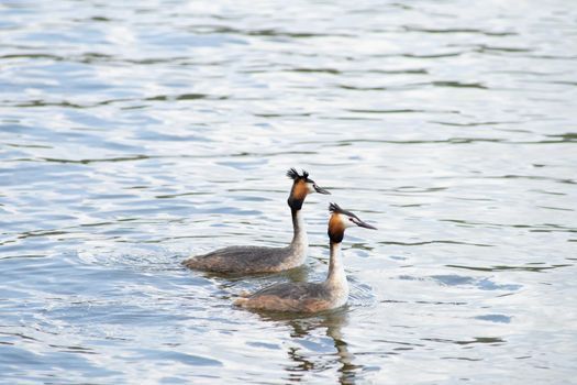 Two Great Crested Grebes, male and female, - Podiceps cristatus - doing their wedding or mating dance and showing affection in pond in The Netherlands