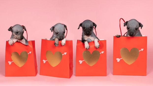 Panorama of four American Hairless Terrier puppies sitting in a paper bag isolated against pink background