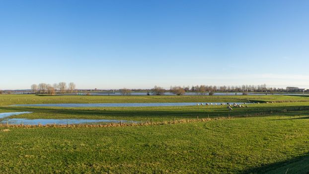 Sun overflown river landscape with green grassland and a flock of sheep grazing on the riverbank with bare trees and pollard willows in The Netherlands, the river Lek near Wijk bij Duurstede