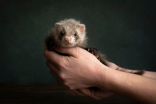 Young ferret or polecat puppy in a stillife scene held in hands by his owner against a green background