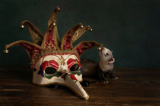A curious young ferret or polecat puppy in a stillife scene with a Carnivale or Mardi Gras mask against a green background