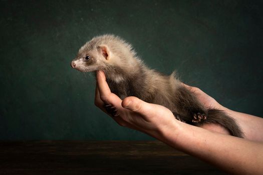 Young ferret or polecat puppy in a stillife scene held in hands by his owner against a green background