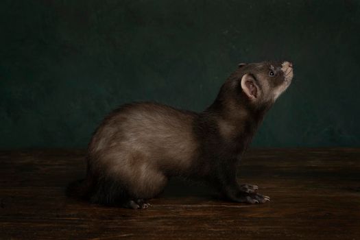 Young ferret or polecat puppy full body in a stillife scene looking up against a green background