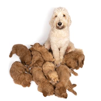 A litter of cute labradoodle puppies sleeping at the feet of their mother  isolated on white background with space for text