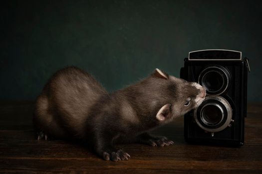 A curious young ferret or polecat puppy in a stillife scene with a vintage camera against a green background