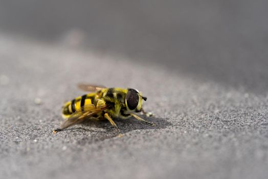 A Close-up of a yellow and black hover fly sitting on a stone with selective focus