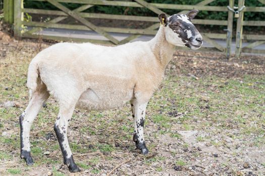 a sheep standing underneath some bushes near a fence in the summer near the castle of Hastings, Sussex, England, UK