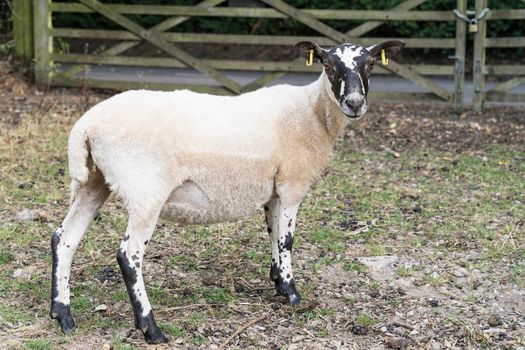 a sheep standing underneath some bushes near a fence in the summer near the castle of Hastings, Sussex, England, UK