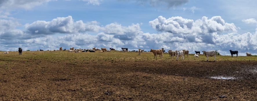 panorama of a landscape with a yellow grassland on a hill and a herd of cows against a cloud filled sky in the summer in Cornwall England UK