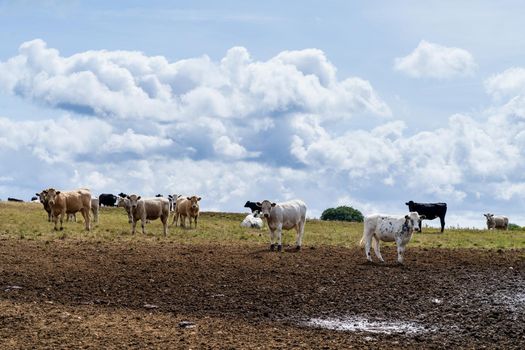 panorama of a landscape with a yellow grassland on a hill and a herd of cows against a cloud filled sky in the summer in Cornwall England UK