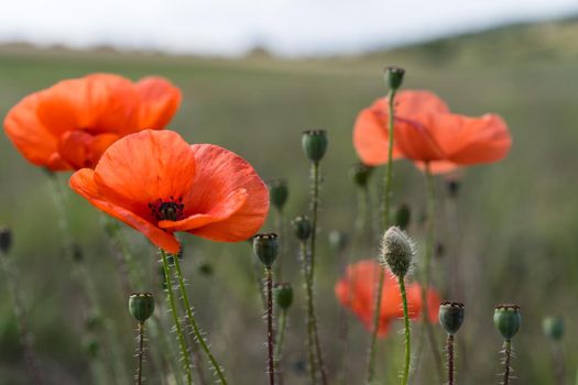 a Poppy flower. A field of poppy flowers blossoming during spring against a landscape with shallow depth of field