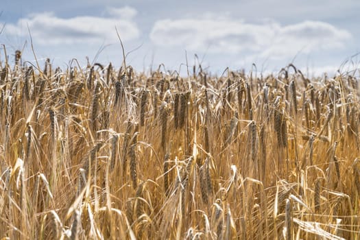 a Field of barley in a summer day. during harvesting period, a panoramic view of the crops with a ray of sunshine