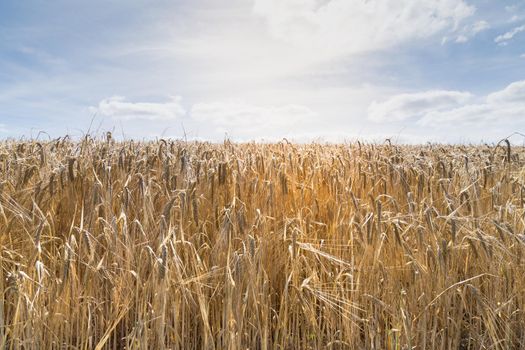 a Field of barley in a summer day. during harvesting period, a panoramic view of the crops with a ray of sunshine