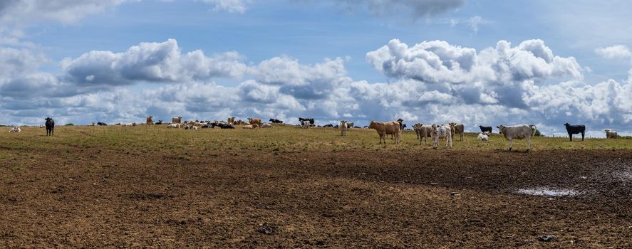 panorama of a landscape with a yellow grassland on a hill and a herd of cows against a cloud filled sky in the summer in Cornwall England UK