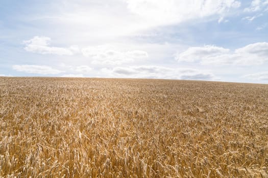 a Field of barley in a summer day. during harvesting period, a panoramic view of the crops with a ray of sunshine