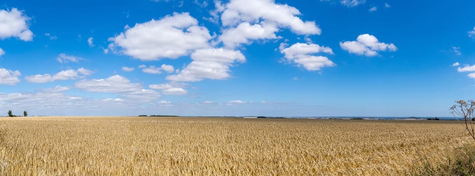 a Field of barley in a summer day. during harvesting period, a panoramic view of the crops with a ray of sunshine