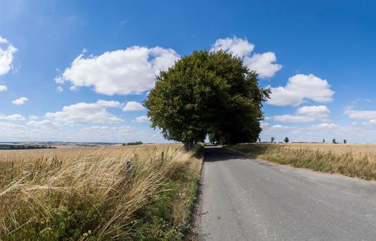 a Field of barley in a summer day during harvesting period season with a road through the fields and high oak trees