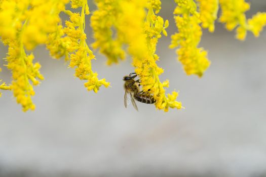 Insects like the bee fly,  bee and a holly blue butterfly on the flowers of the yellow gardenplant goldenrod ( Solidago virgaurea or European goldenrod or woundwort ) collecting pollen and nectar