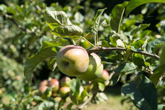 Ripe Apples hanging on branches in the tree in Orchard ready for harvesting, an afternoon shot