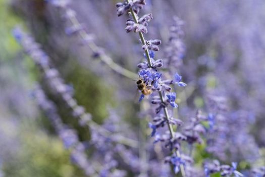 a Worker bee collecting honey and pollen on the lilac or violet flowers of a lavender plant in the summer in the sunlight