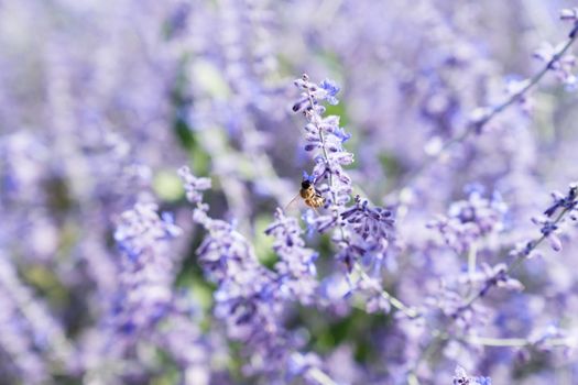 a Worker bee collecting honey and pollen on the lilac or violet flowers of a lavender plant in the summer in the sunlight