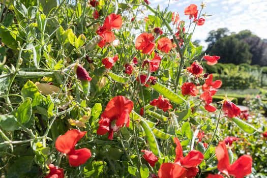 A large plant of red sweet peas or lathyrus blossom in a vegetable garden on a sunny day in the summer
