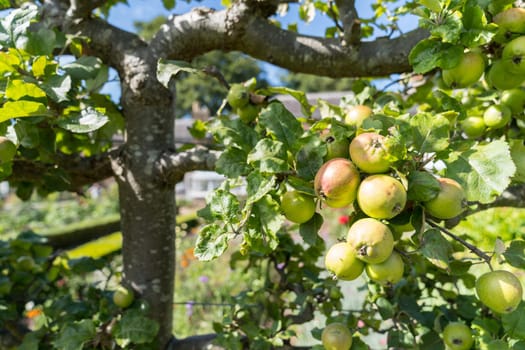 Ripe Apples hanging on branches in the tree in Orchard ready for harvesting, an afternoon shot