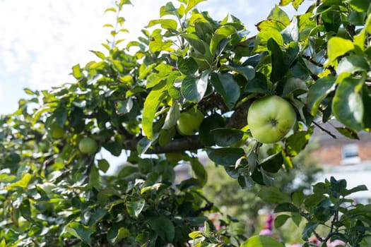 Ripe Apples hanging on branches in the tree in Orchard ready for harvesting, an afternoon shot