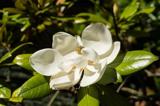 single flower of the magnolia grandiflora, a large white flower with strong fraguence, on an evergreen plant