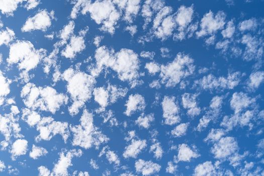 a Blue sky with clouds Altocumulus that look like a flock of sheep