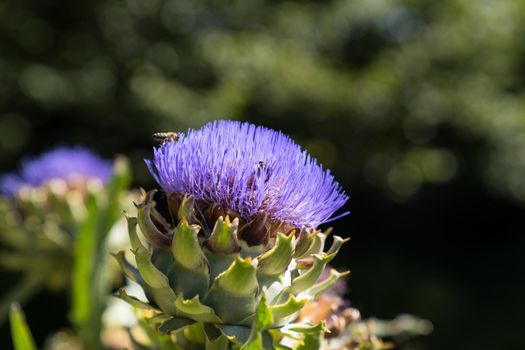 a Bee flying and fouraging on the purple flower of an artichoke, an edible plant of the thistle family with nice bokeh in green in the background an space fot text or copy