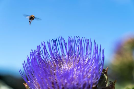 a Bee flying and fouraging on the purple flower of an artichoke, an edible plant of the thistle family with a clear blue background of summer sky