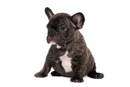 a Studio shot of an adorable French bulldog puppy sitting on isolated white background looking at the camera with copy space