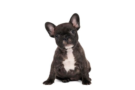 a Studio shot of an adorable French bulldog puppy sitting on isolated white background looking at the camera with copy space