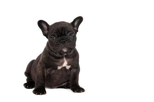 a Studio shot of an adorable French bulldog puppy sitting on isolated white background looking at the camera with copy space
